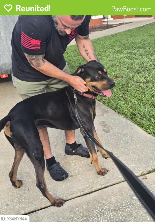 Reunited Male Dog last seen April ave and lavilla, Deltona, FL 32725