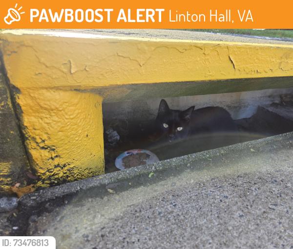 Found/Stray Unknown Cat last seen Bristow Center, side of shopping center that opens up to Fitzgerald Way, Linton Hall, VA 20136