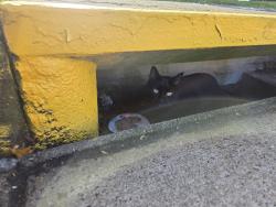 Found/Stray Unknown Cat last seen Bristow Center, side of shopping center that opens up to Fitzgerald Way, Linton Hall, VA 20136