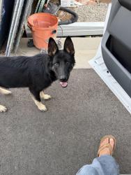 Found/Stray Male Dog last seen Eight and California, Beaumont, CA 92223