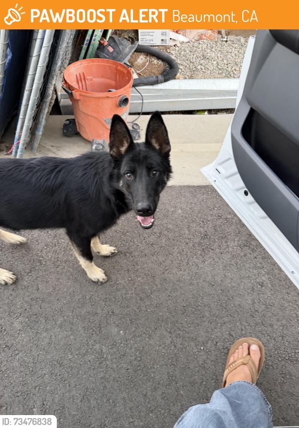 Found/Stray Male Dog last seen Eight and California, Beaumont, CA 92223