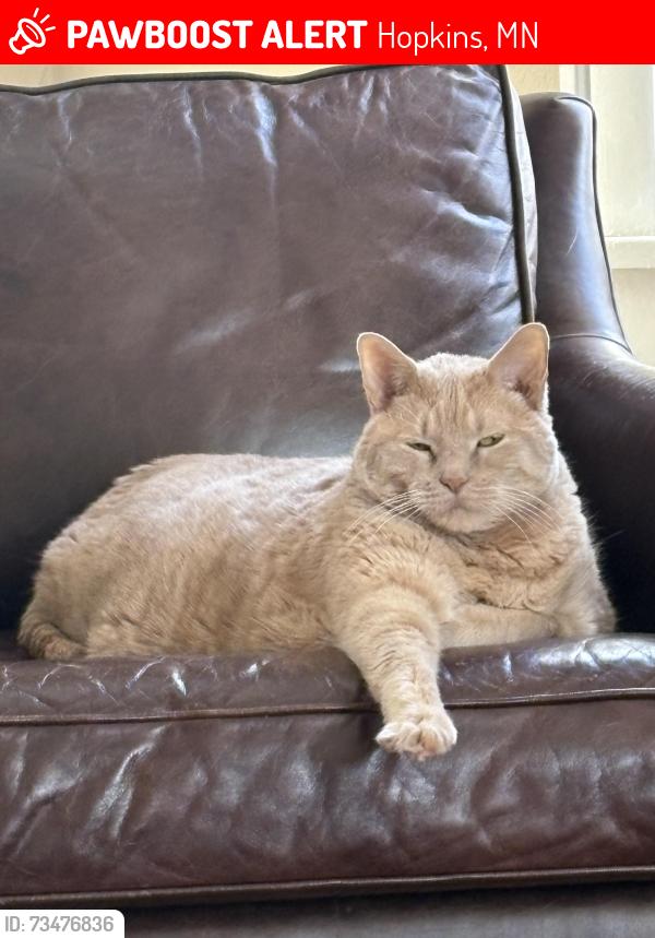 Lost Male Cat last seen Near 7th Avenue North, Hopkins, MN 55343
