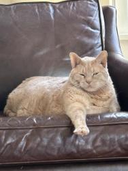 Lost Male Cat last seen Near 7th Avenue North, Hopkins, MN 55343