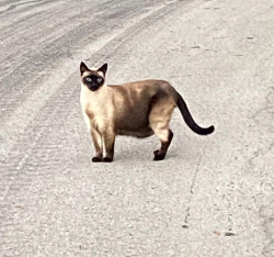 Found/Stray Unknown Cat last seen Druid Hill Park & Smyles Drive, Irondequoit, NY 14609