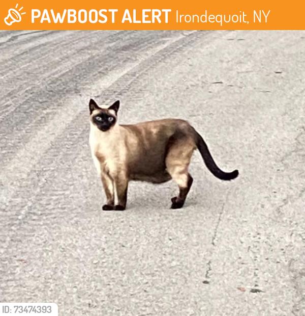 Found/Stray Unknown Cat last seen Druid Hill Park & Smyles Drive, Irondequoit, NY 14609