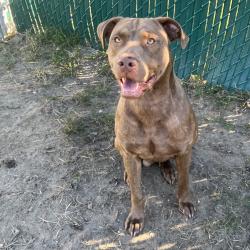 Shelter Stray Male Dog last seen , 1244 N Delsea Dr, Vineland, NJ 08360, USA