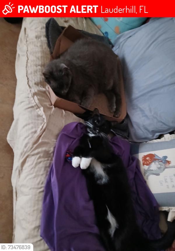 Lost Male Cat last seen Near Northwest 15th Street, Lauderhill, FL 33313