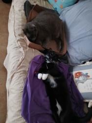 Lost Male Cat last seen Near Northwest 15th Street, Lauderhill, FL 33313