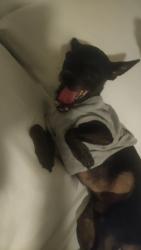 Lost Male Dog last seen Pch and Anderson St, Huntington Beach, CA 92649