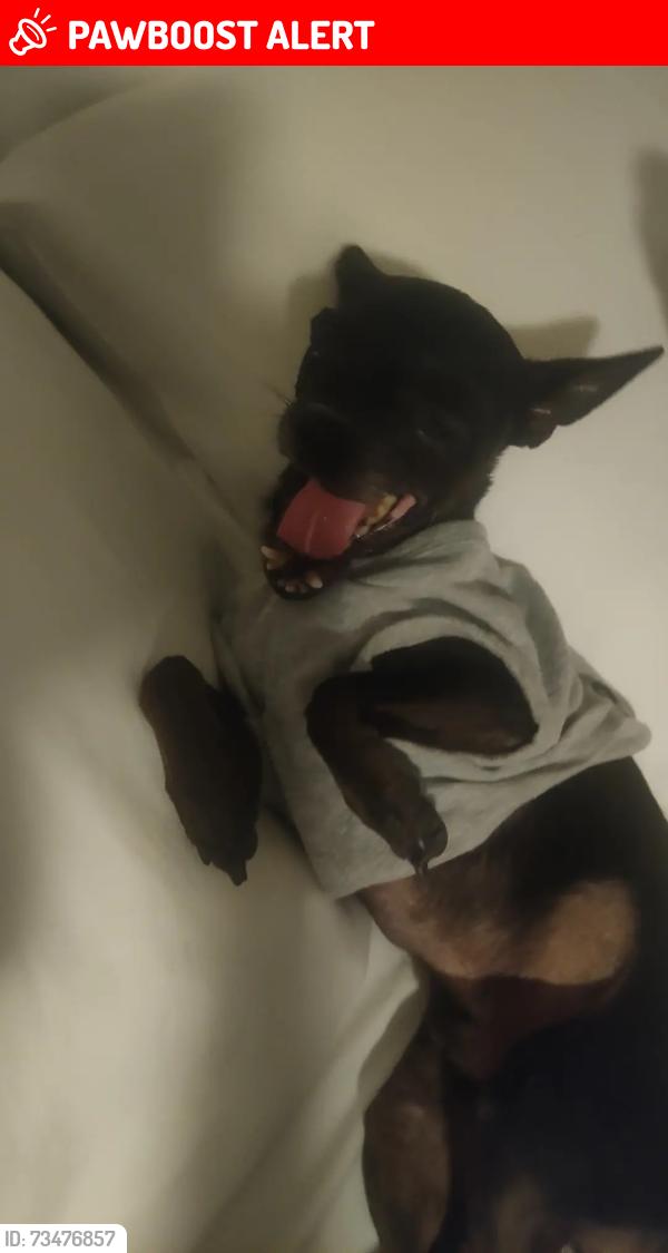 Lost Male Dog last seen Pch and Anderson St, Huntington Beach, CA 92649