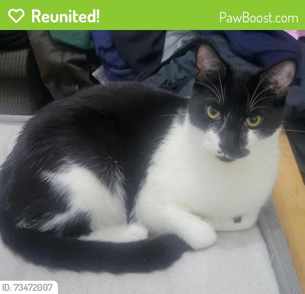Reunited Male Cat last seen Sopwith road,Johnson road,Bleriot road, Greater London, England TW5 9LA