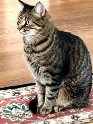 Reunited Male Cat last seen Saginaw St,, Silver Spring, MD 20901