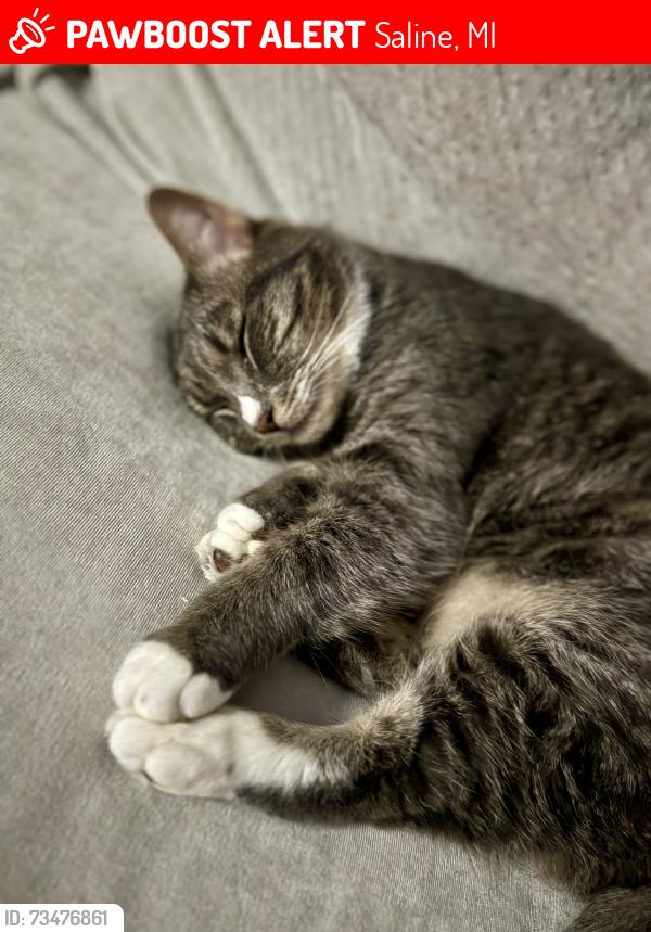 Lost Male Cat last seen Moon and Willis rd, Saline, MI 48176