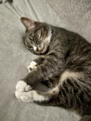 Lost Male Cat last seen Moon and Willis rd, Saline, MI 48176