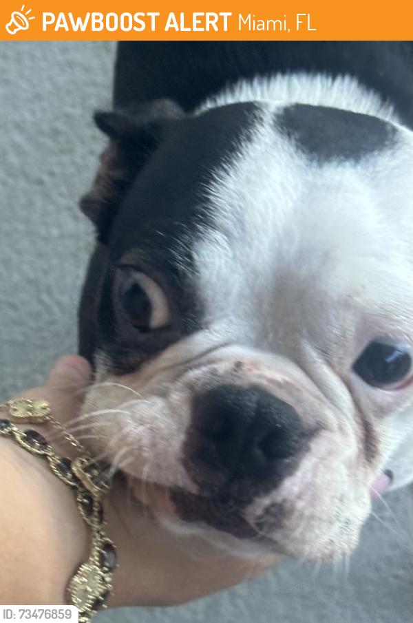 Found/Stray Female Dog last seen 99th ave sw 28st, Miami, FL 33165