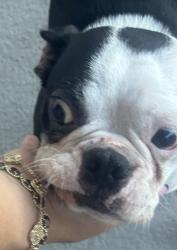 Found/Stray Female Dog last seen 99th ave sw 28st, Miami, FL 33165