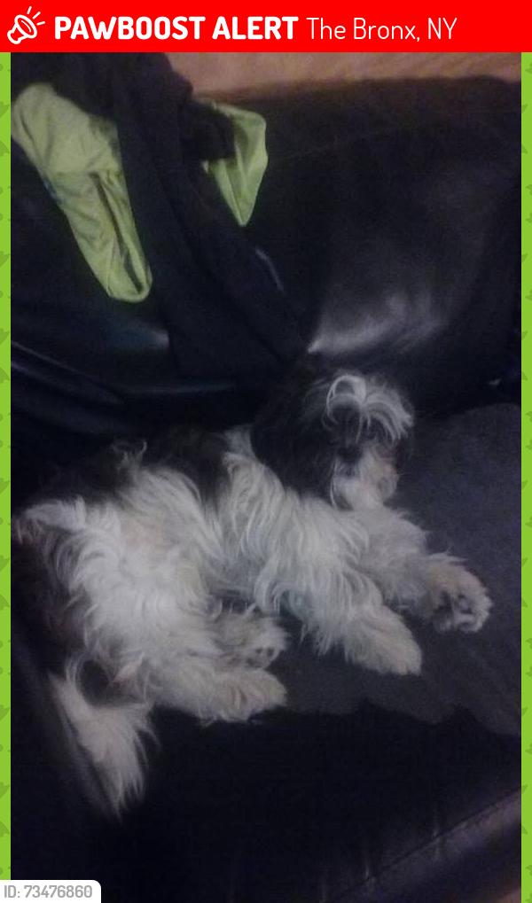 Lost Male Dog last seen St Theresa Ave, The Bronx, NY 10461
