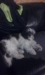 Lost Male Dog last seen St Theresa Ave, The Bronx, NY 10461