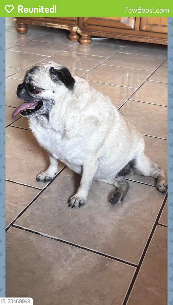 Reunited Female Dog last seen Jefferson St and Andrea Ave, Somerton, AZ 85350