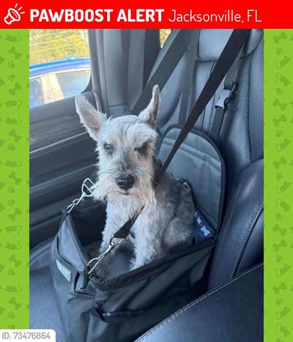 Lost Male Dog last seen Dogwood Creek Dr, Jacksonville, FL 32222