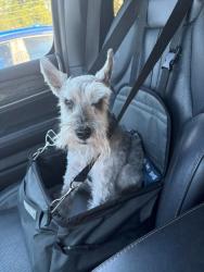 Lost Male Dog last seen Dogwood Creek Dr, Jacksonville, FL 32222