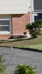 Reunited Male Dog last seen Vaughn/ Windsor Ave, Toms River, NJ 08753