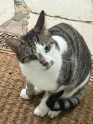 Reunited Unknown Cat last seen Old CCC Rd and Misty Cove Lane, Henderson County, NC 28739