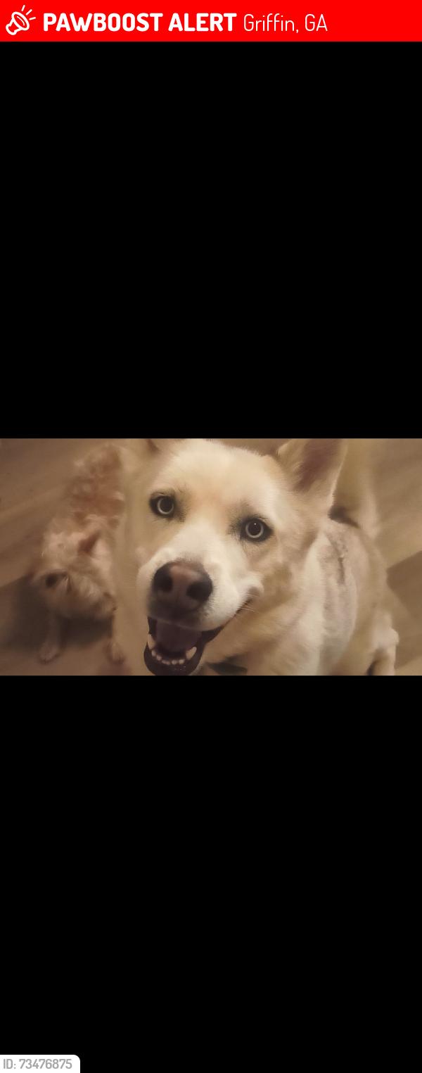 Lost Female Dog last seen Lang & Melton, Griffin, GA 30223
