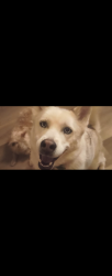 Lost Female Dog last seen Lang & Melton, Griffin, GA 30223