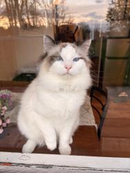 Lost Male Cat last seen Sumas Road, Sumas, WA 98295