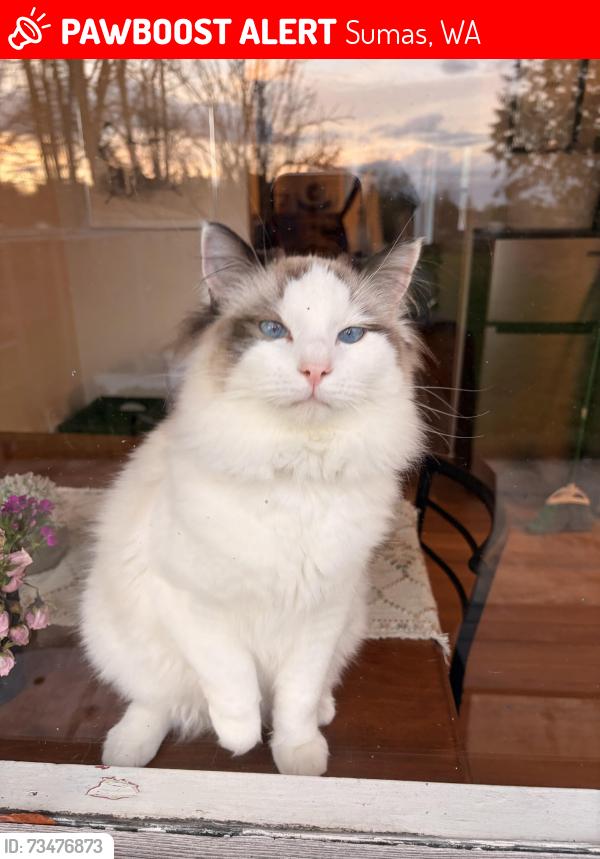 Lost Male Cat last seen Sumas Road, Sumas, WA 98295