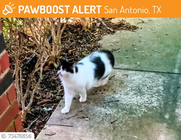 Found/Stray Unknown Cat last seen Walnut Creek Dr & Purlane, San Antonio, TX 78247