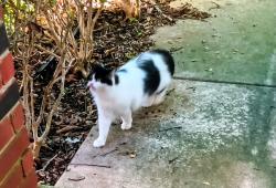 Found/Stray Unknown Cat last seen Walnut Creek Dr & Purlane, San Antonio, TX 78247