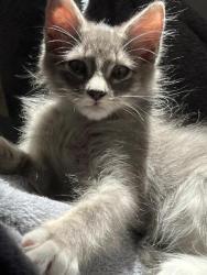 Shelter Stray Male Cat last seen Bexar County, 3353 Morningside Dr, New Braunfels, TX 78132, USA
