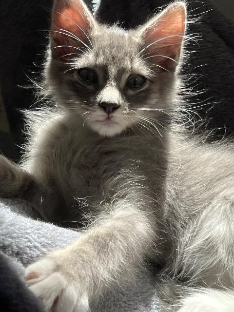 Shelter Stray Male Cat last seen Bexar County, 3353 Morningside Dr, New Braunfels, TX 78132, USA