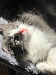 Shelter Stray Female Cat last seen Bexar County, 3353 Morningside Dr, New Braunfels, TX 78132, USA