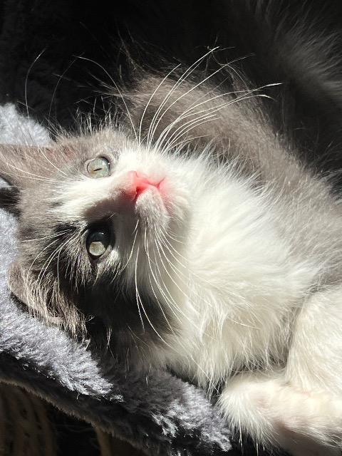 Shelter Stray Female Cat last seen Bexar County, 3353 Morningside Dr, New Braunfels, TX 78132, USA