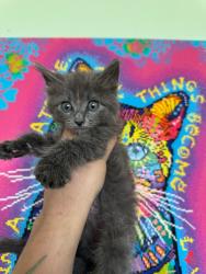 Shelter Stray Male Cat last seen Bexar County, 3353 Morningside Dr, New Braunfels, TX 78132, USA