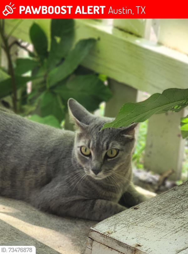 Lost Female Cat last seen Faro Drive, Austin, TX 78741