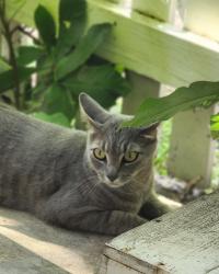 Lost Female Cat last seen Faro Drive, Austin, TX 78741