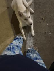 Found/Stray Female Dog last seen Buckhead, Atlanta, GA 30324