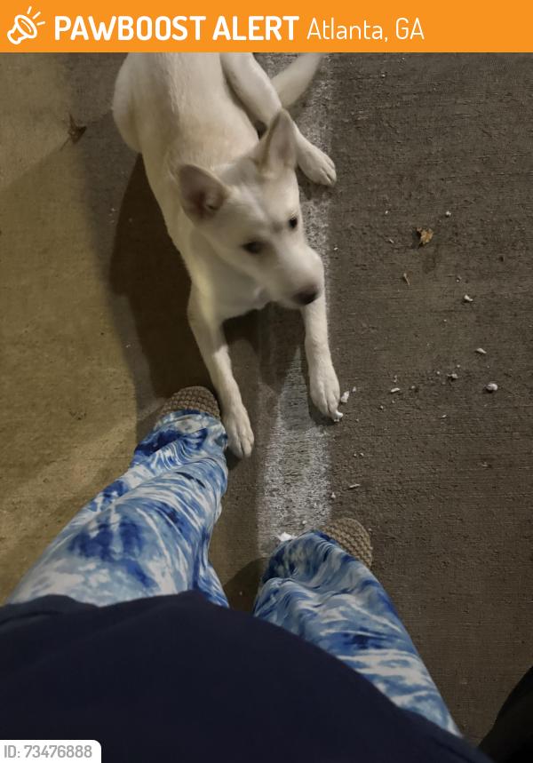 Found/Stray Female Dog last seen Buckhead, Atlanta, GA 30324