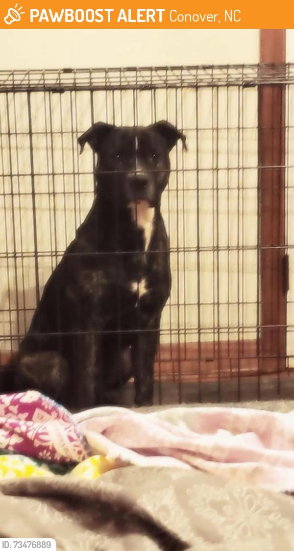 Found/Stray Male Dog last seen Walmart, Conover, NC 28613