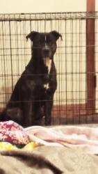 Found/Stray Male Dog last seen Walmart, Conover, NC 28613