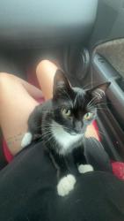 Reunited Female Cat last seen She was unexpectedly let out in the middle of the night when my step dad came home from work., Watkinsville, GA 30677