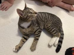 Found/Stray Male Cat last seen Ravenwood rd, Kelso, WA 98626