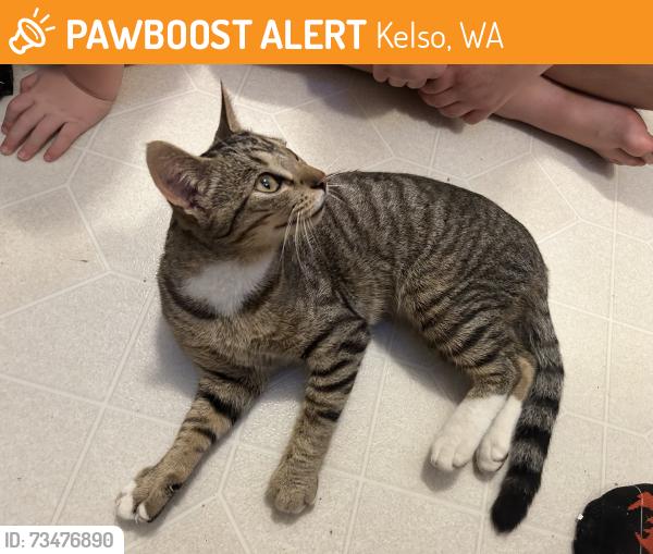 Found/Stray Male Cat last seen Ravenwood rd, Kelso, WA 98626