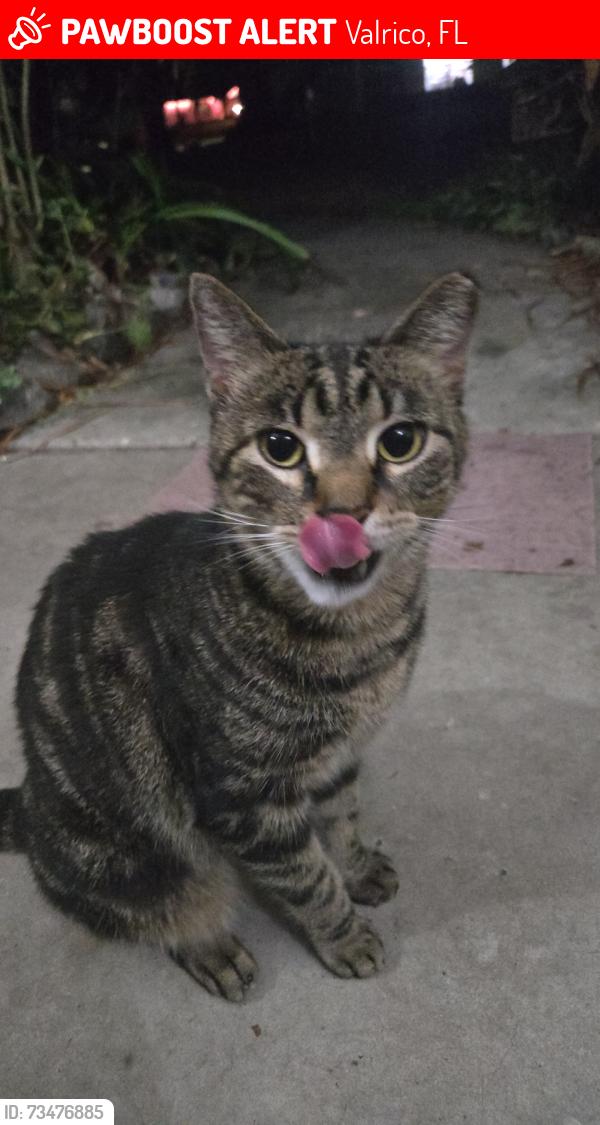 Lost Female Cat last seen Off of Durant and S Miller, down the street from the church across from Buckhorn Elementary, Valrico, FL 33596