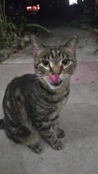 Lost Female Cat last seen Off of Durant and S Miller, down the street from the church across from Buckhorn Elementary, Valrico, FL 33596