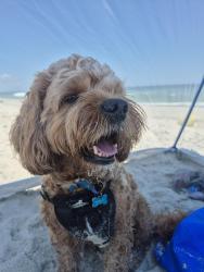 Reunited Male Dog last seen Mebane st, Burlington, NC 27217
